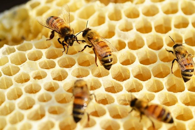 Мёд: польза и вред