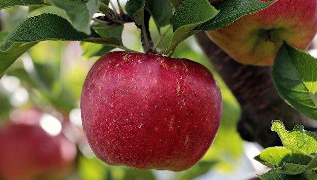 Польза яблок - какие в яблоках минеральные вещества